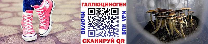 Псилоцибиновые грибы GOLDEN TEACHER  Камешково 